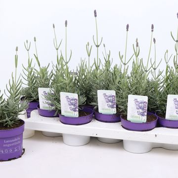 Lavandula angustifolia 'Hidcote'