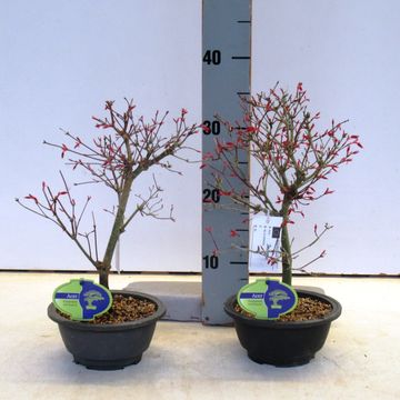 Acer palmatum 'Deshôjô'