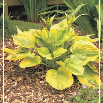 Hosta 'Summer Breeze'
