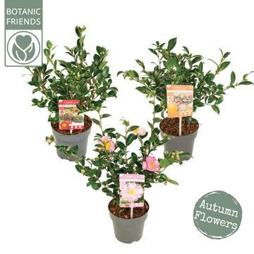 Camellia sasanqua MIX