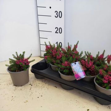 Erica vagans 'Mrs D.F. Maxwell'