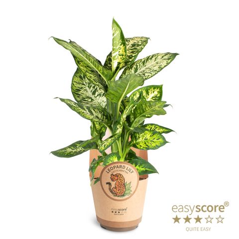 Dieffenbachia 'Sublime'