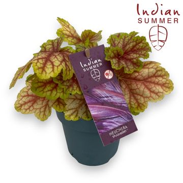 Heuchera INDIAN SUMMER GREEN