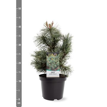 Pinus pumila 'Glauca'