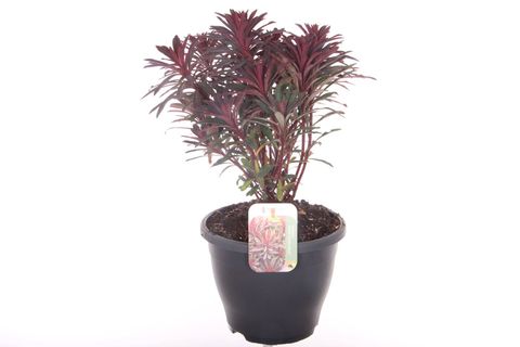 Euphorbia MINER'S MERLOT