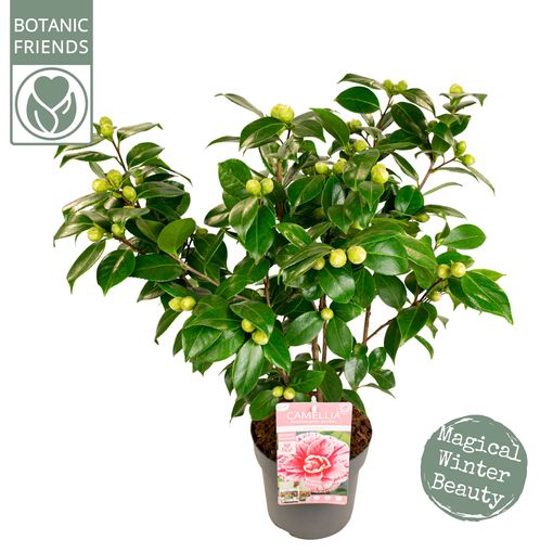 Camellia japonica 'Bonomiana'