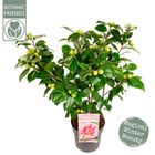 Camellia japonica 'Bonomiana'