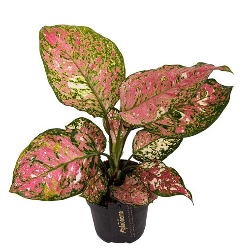 Aglaonema 'Jazzy Red'