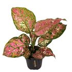 Aglaonema 'Jazzy Red'