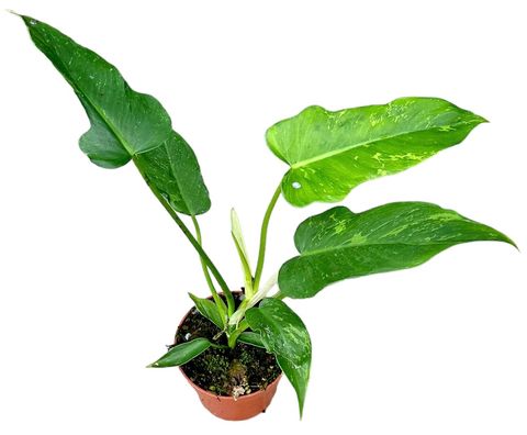 Philodendron 'Golden Dragon'