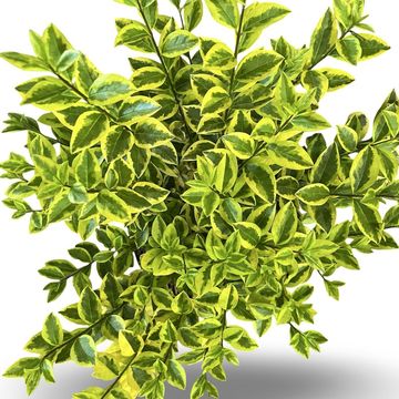 Ligustrum ovalifolium 'Aureum'