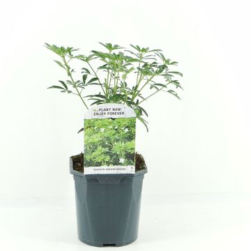 Choisya GREENFINGERS