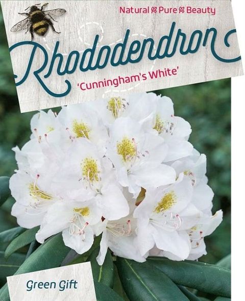 Rhododendron 'Cunningham's White'