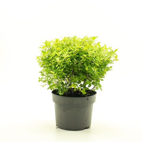 Pittosporum tenuifolium 'Golden Ball' — Plant Wholesale FlorAccess