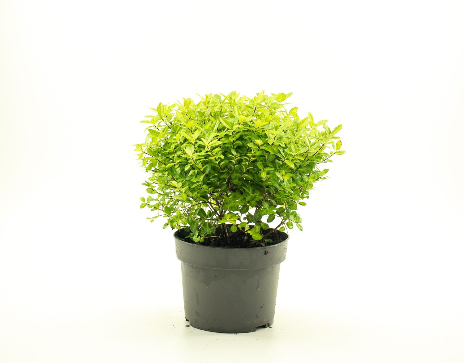 Pittosporum tenuifolium 'Golden Ball' — Plant Wholesale FlorAccess