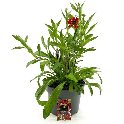 Helenium 'Moerheim Beauty'