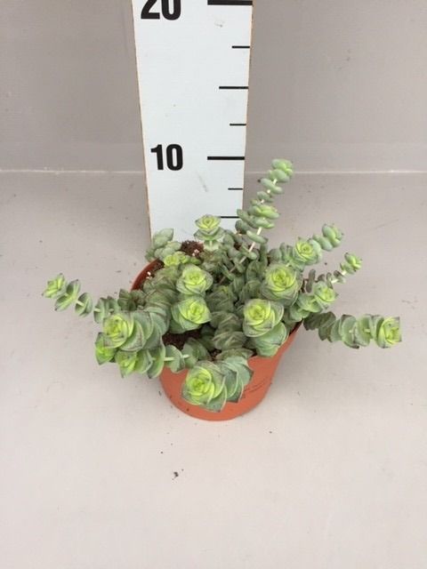 Crassula 'Hottentot'