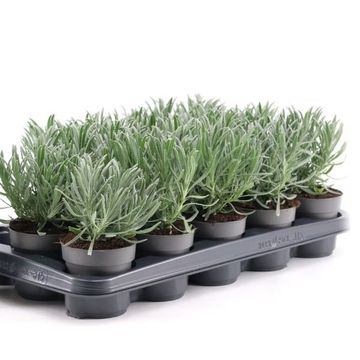 Lavandula angustifolia