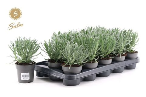 Lavandula angustifolia