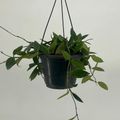 Hoya gracilis