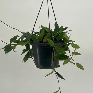 Hoya gracilis