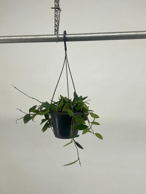 Hoya gracilis
