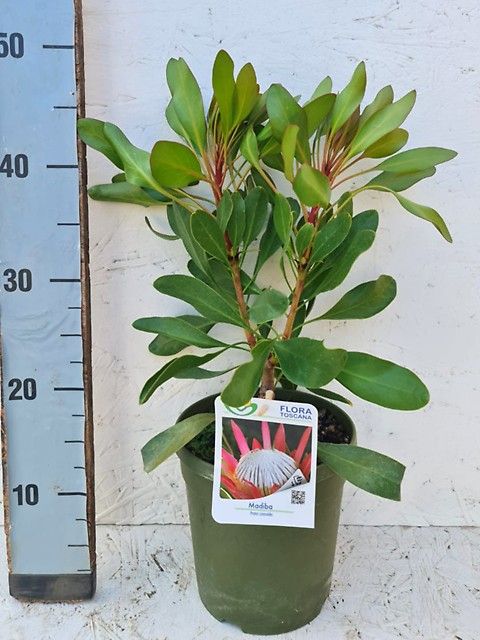 Protea cynaroides 'Madiba'