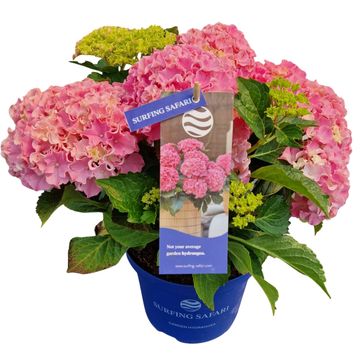 Hydrangea macrophylla SURFING SAFARI SEASIDE PINK