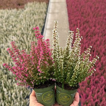 Erica gracilis MIX