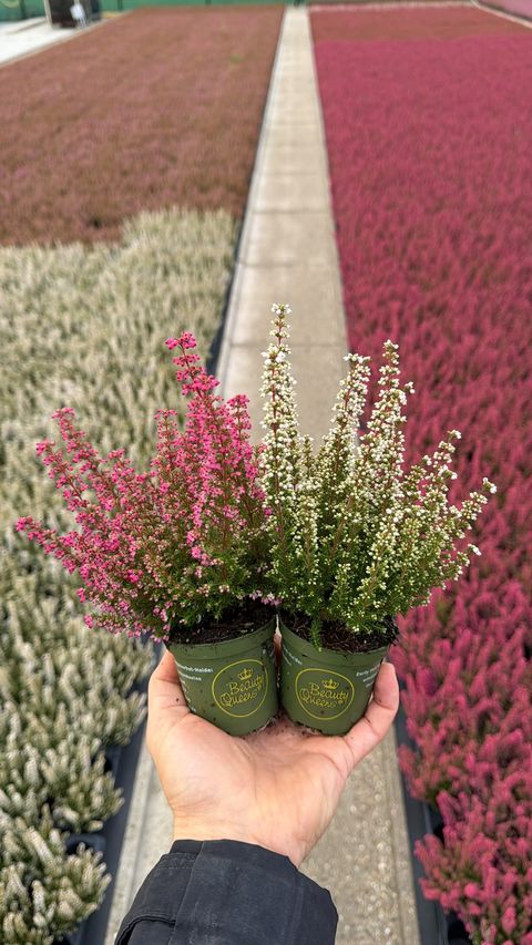Erica gracilis MIX