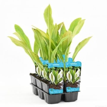 Lysichiton camtschatcensis