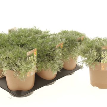 Artemisia schmidtiana 'Nana'