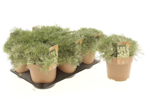 Artemisia schmidtiana 'Nana'