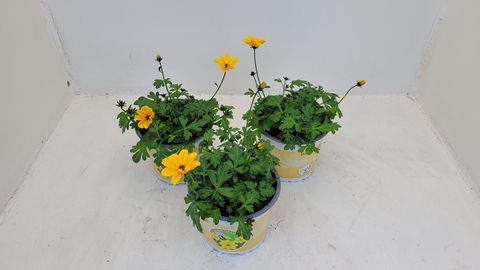 Bidens 'Bidopsis Efraim's Gold'
