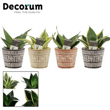 Sansevieria trifasciata HAHNII MIX