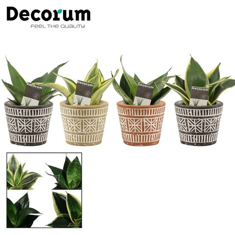 Sansevieria trifasciata HAHNII MIX