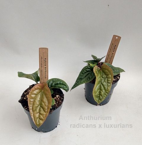 Anthurium radicans x luxurians