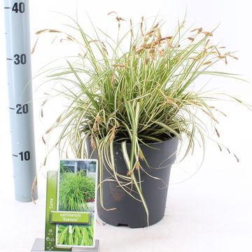 Carex oshimensis EVERCOLOR EVERORO