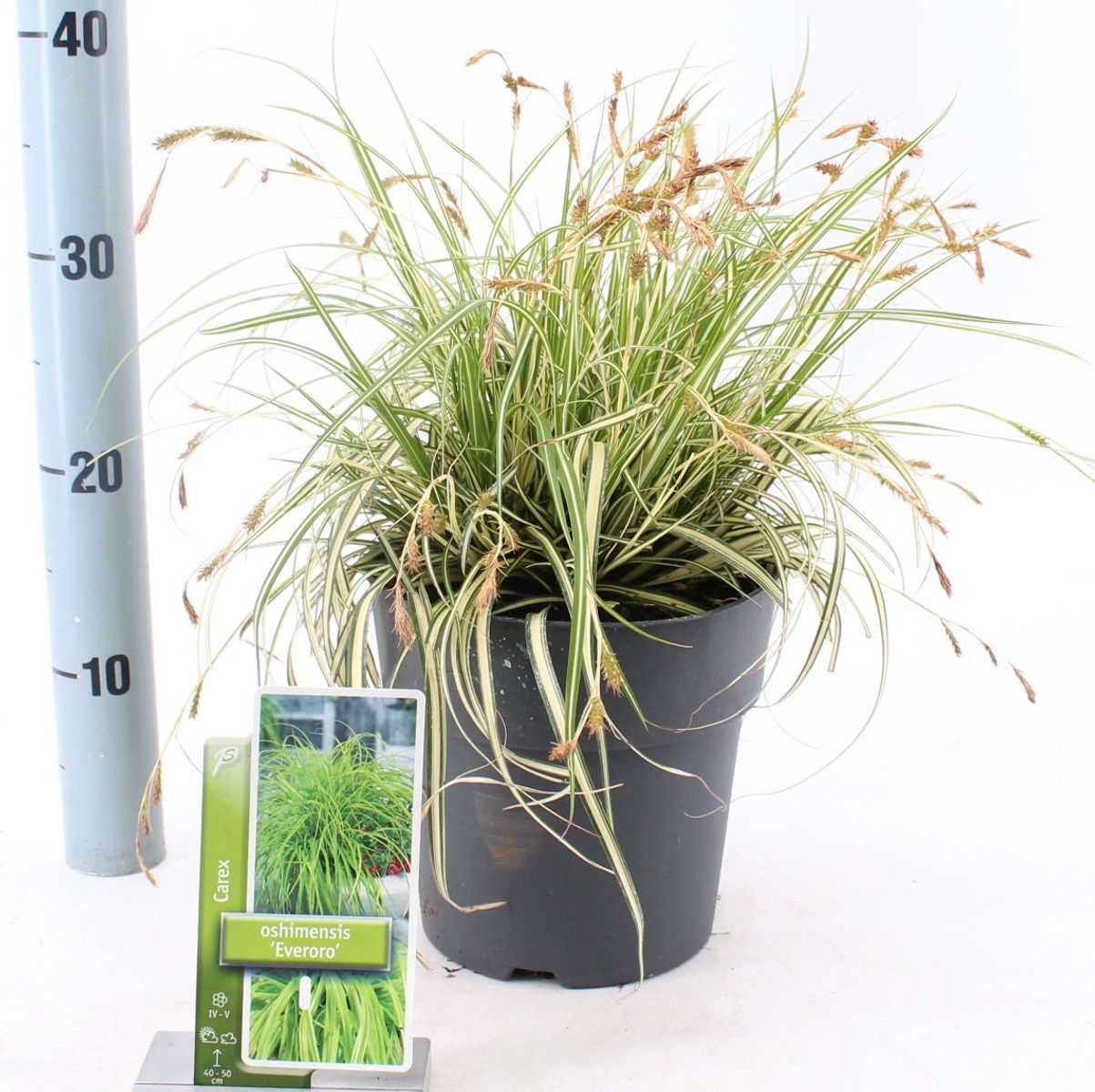 Carex oshimensis EVERCOLOR EVERORO — Рослини оптом FlorAccess