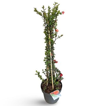 Хеномелес speciosa 'Orange Storm'