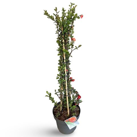 Chaenomeles speciosa 'Orange Storm'