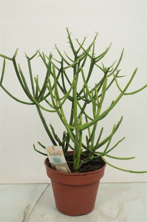 Euphorbia tirucalli