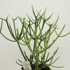 Euphorbia tirucalli