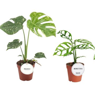 Monstera MIX