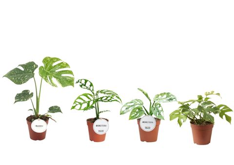 Monstera MIX