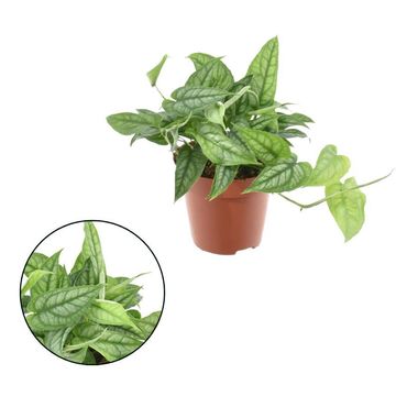 Μονστέρα siltepecana