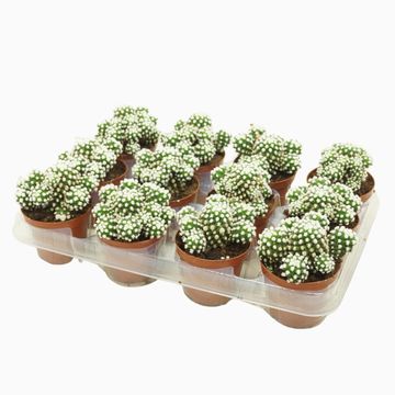 Mammillaria gracilis 'Albata'