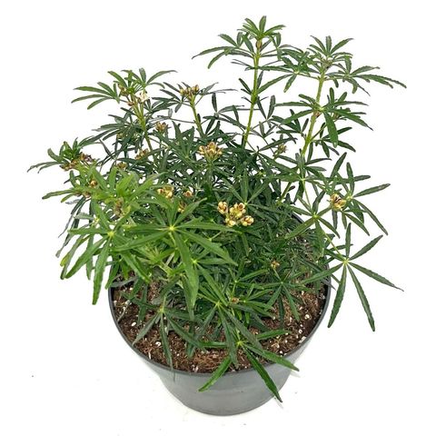 Choisya WHITE DAZZLER