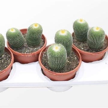 Notocactus leninghausii inermis