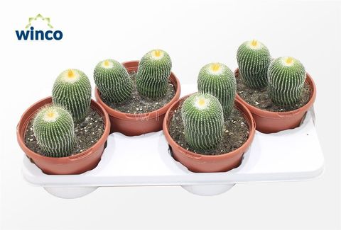 Notocactus leninghausii inermis